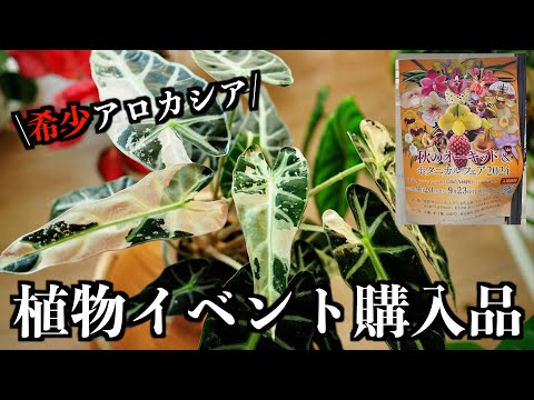 レフコジェン 植物