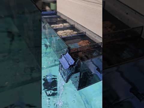 Top Sump Filter Setup for Aquarium | Best Bio Media Combination#aquarium#sump filter