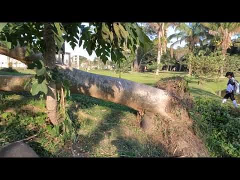 Visita a la reserva natural de ka Colonia Japonesa en San Juan de Yapacani Santa Cruz Bolivia 