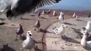 preview picture of video 'Attacking Sea Birds!'
