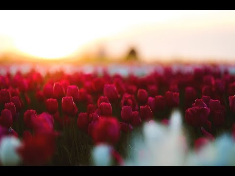 CARMEN PRODAN - De ce?