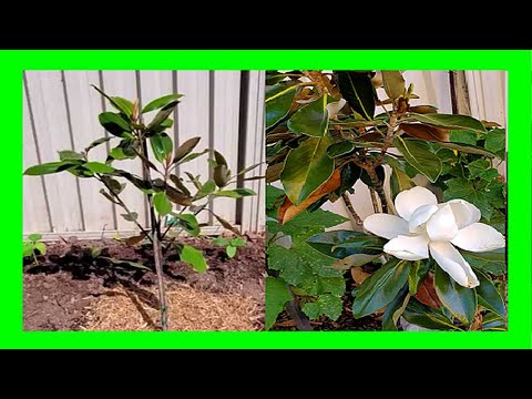 , title : 'How To Plant a Magnolia Tree: Growing Little Gem Evergreen Magnolia'