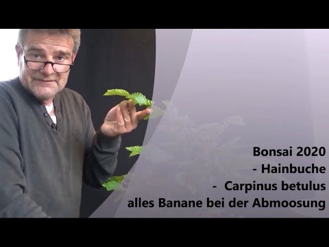 Bonsai 2020-50 - Hainbuche - Carpinus betulus - alles Banane bei der Abmoosung
