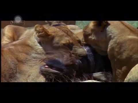 Luanet - Dokumentar Shqip HD Natyra