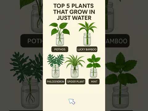 Plants that grow in water #houseplants #garden #indoorplants #plant #homegarden