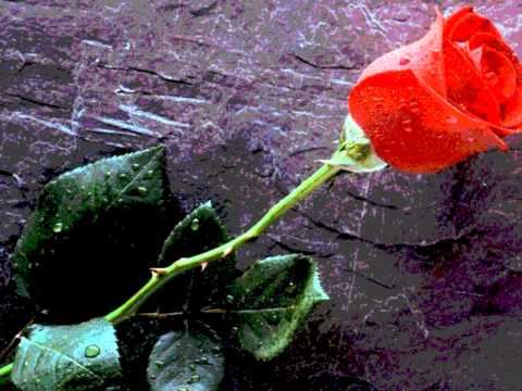 Červená růžička, Česká polka