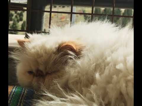 لوسی تپلی😻