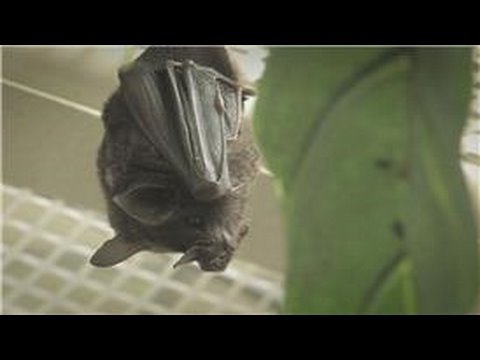 Bats : Keeping Bats As Pets