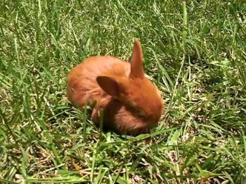Sparks - 4 Week Old Thrianta Rabbit
