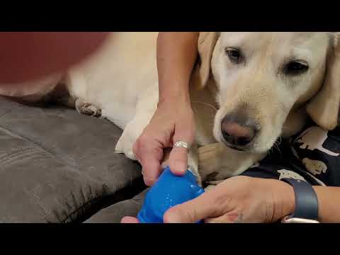 Pippi Likes Maybe? REVIEW: PawZ Dog Boots - Rubber Dog Booties - Waterproof Snow Shoes
