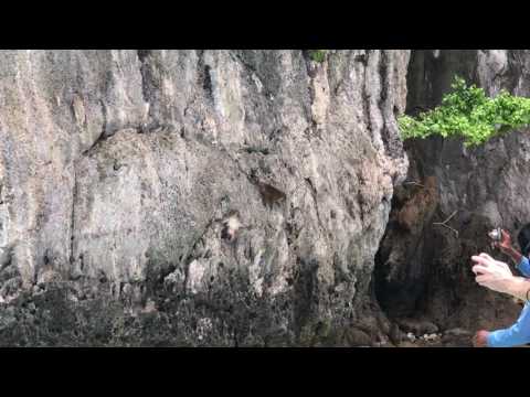 Monkeys Island Phuket