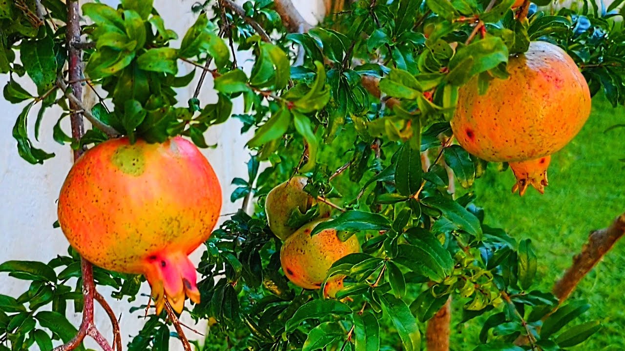 NÃO FAÇA UMA MUDA DE ROMÃ ANTES DE ASSISTIR ESSE VÍDEO.