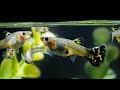 5 Foods For Guppy Fish To Help Them Procreate Quickly