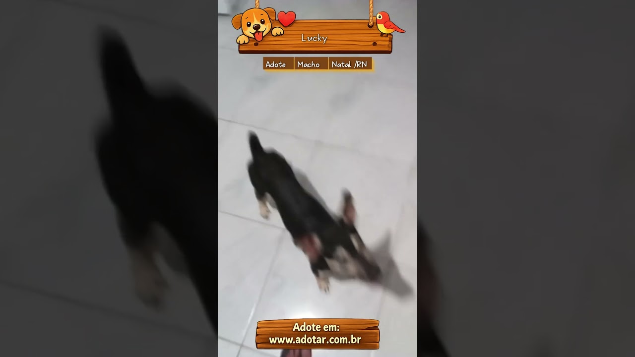 Cachorro raça SRD-ViraLata idade 1 ano nome Lucky