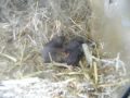 African Striped Grass Rat Pups