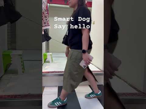 Smart Dog  say hello