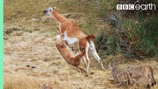 Puma takes on Guanaco 3 Times Her Weight | Seven Worlds, One Planet | BBC Earth