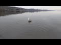 Ring Billed Gull Release
