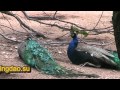 Породы павлинов | Белые павлины | White peacocks | 孔雀 | 緑の孔雀 