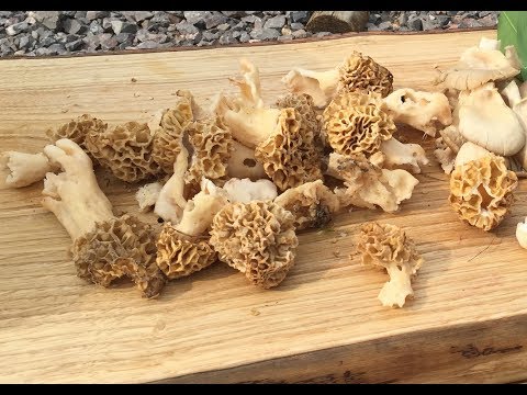 Common Morels on a foraging course :)