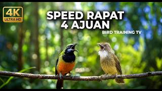 Download lagu 🔴 Live Masteran Beset Nembak Tajam Cucak Cungkok Gacor vs Cucak Jenggot Greja Speed Rapat mp3