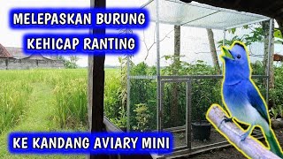Download lagu Burung kehicap ranting di kandang aviary mini mp3 Download lagu Burung kehicap ranting di kandang aviary mini mp3