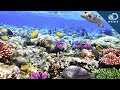 What Are Coral Reefs And Whats Their Purpose.