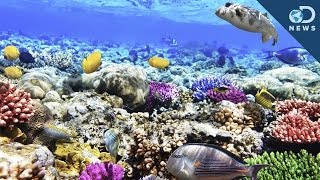 What Are Coral Reefs And What's Their Purpose?