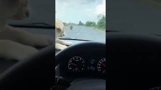 car driving status verna with sitting dog kn dashb