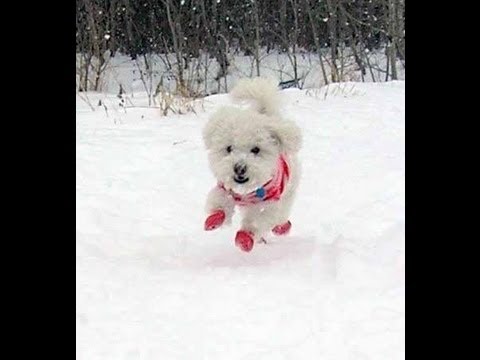 Pawz Dog Boots Overview