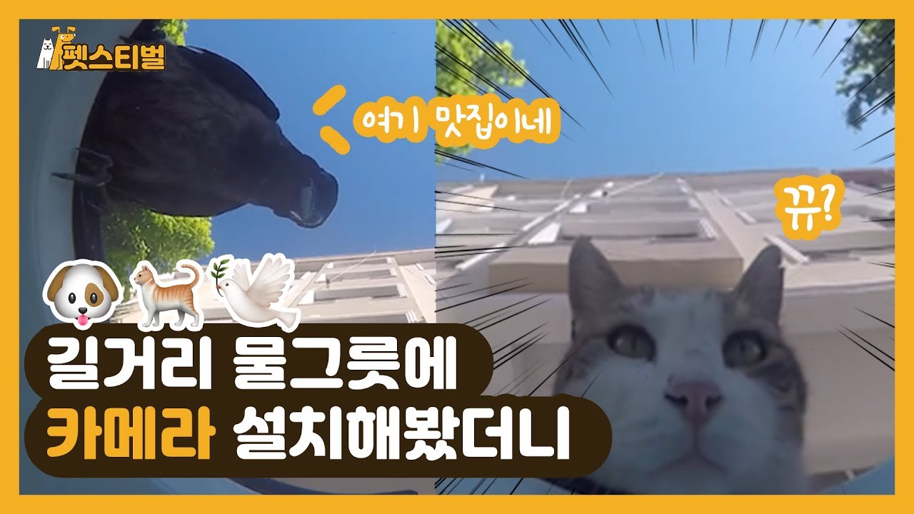 길가에 떠 놓은 물그릇에 카메라 설치해봤더니