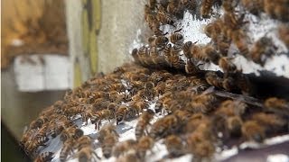 preview picture of video 'Worker HONEY BEES at the entrance of a beehive - Kuranda, Queensland, Australia'