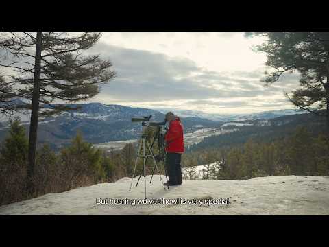 The Original Pack: Wolves of Yellowstone