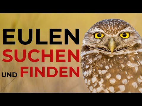 So Findest Du EULEN!
