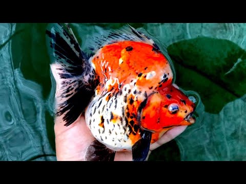 Beautiful Big Ryukin Goldfish| Goldfish Farm