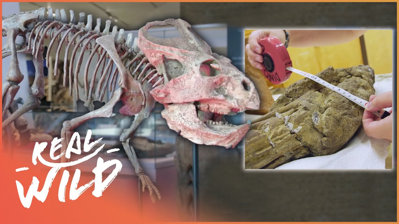 Mummified Armoured Dinosaur Fossils Discovered In Canada | Real Wild