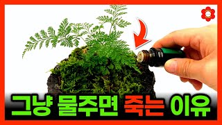 제발 고사리는 이렇게 키우세요!ㅣ고사리별 진짜 관리법ㅣ고사리 키운다면 반드시 봐야하는 영상 best (fea…