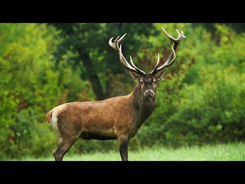 A Two-Day Journey into the Wild: With the Deers of early Autumn