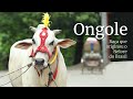 Ongole: Conheça a raça e região que originou o Nelore brasileiro