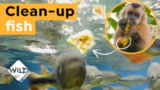 Download lagu Mengapa Ikan Ini Tak Bisa Menahan Kekacauan yang Dibuat Monyet, Aku Ingin Tahu mp3