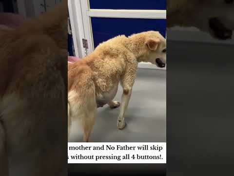 For any help consider donating link in bio to save a stray life in Los Angeles#usashorts#save