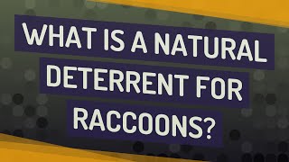 What is a natural deterrent for raccoons?