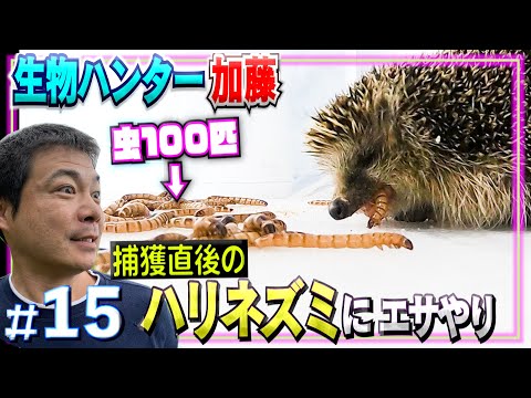ハリネズミに適切な餌を与える トピックス