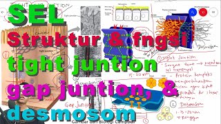 Struktur dan Fungsi Gap Juntion, Tight Juntion, dan Desmosom