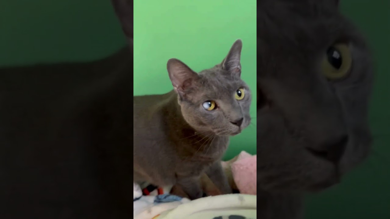 Enlarge Match, a Adoptable Domestic Short Hair in New York, NY video 5/5