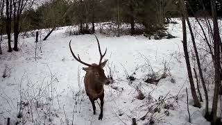 Зимова казка: як виглядають прикордонні райони Львівщини (відео)