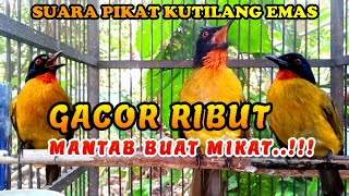 Download lagu suara pikat burung kutilang emas ribut 100% jitu untuk mikat kutilang liar mp3