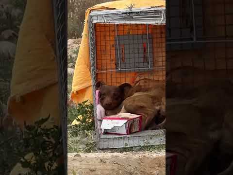 Niño se escapa de casa para alimentar cachorros callejeros | The Dodo