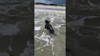 Gia loves an ocean swim