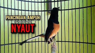 Download lagu murai batu gacor AMPUH buat PANCINGAN murai batu agar bunyi JADIKAN burung murai gacor EMOSI mp3 Download lagu murai batu gacor AMPUH buat PANCINGAN murai batu agar bunyi JADIKAN burung murai gacor EMOSI mp3